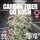 Criminal Seeds Carbon Fiber OG Kush x Cali Fem 3St.