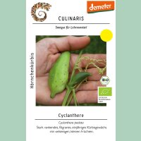 Cyclanthere, Hörnchenkürbis