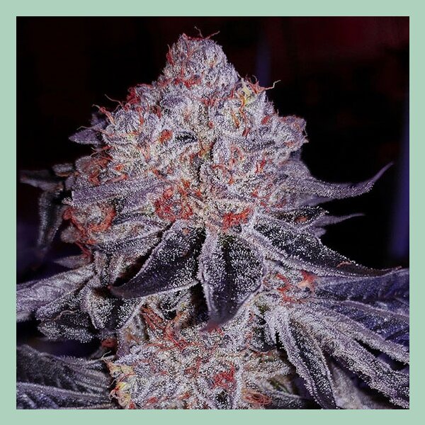 Ethos Cherry Gar-See-Ya R1 Fem 5St.