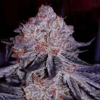 Ethos Cherry Gar-See-Ya R1 Fem 5St.