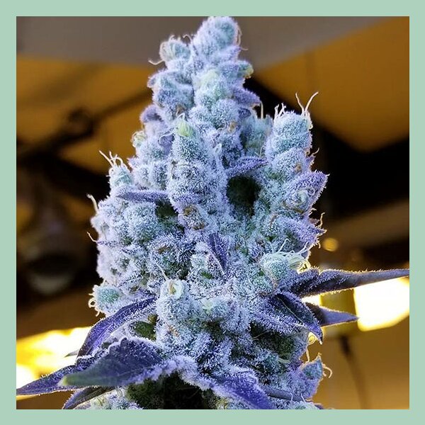Ethos Mandarin Cookies V2 Fem 5St.