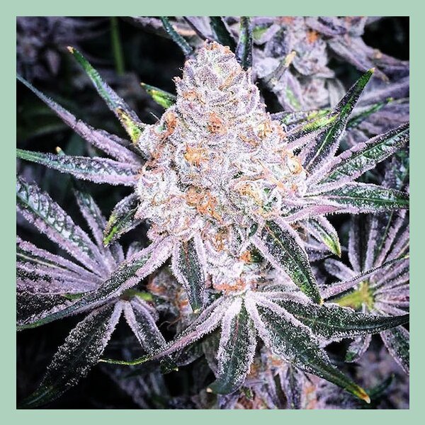 Ethos Purple Sunset RBX2 Fem 5St.