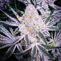 Ethos Purple Sunset RBX2 Fem 5St.