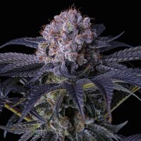 Ethos Grape Balls of Fire RBX Fem 5St.