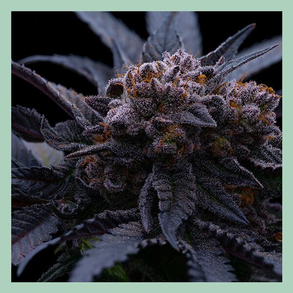 Ethos End Game RBX ( The Punch Line ) Fem 5St.