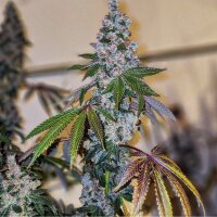 Ethos Cherry Pie OG S1 Fem 5St.