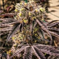 Ethos M.C. Nuggets R1 Fem 5St.