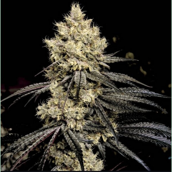 Ethos Pillows R1 Fem 5St.