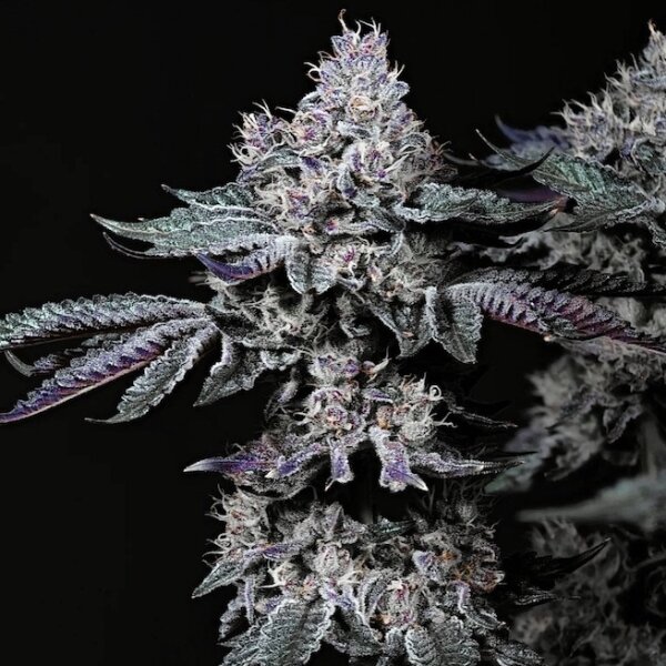 Ethos Nuggz R1 Fem 5St.