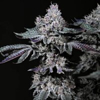 Ethos Nuggz R1 Fem 5St.