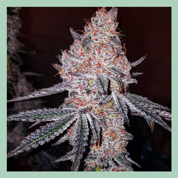 Ethos Strawberry Cookies OG R1 Fem 5St.