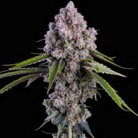 Ethos Pepe Silvia R1 Fem 5St.