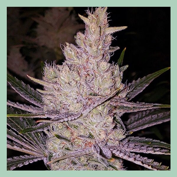 Ethos Orange Kush Cake R1 Fem 5St.