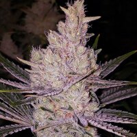 Ethos Orange Kush Cake R1 Fem 5St.