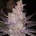Ethos Orange Kush Cake R1 Fem 5St.