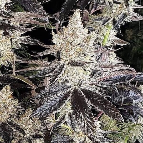 Ethos Cookies R2 Fem 5St.
