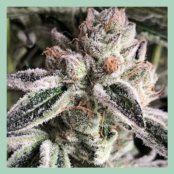 Ethos Crescendo RBX1 Fem 5St.