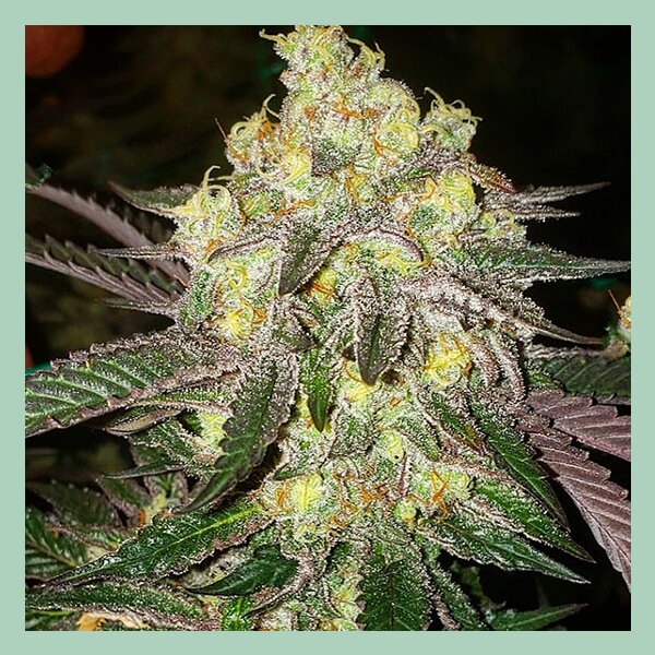 Ethos Candy Store RBX Fem 5St.