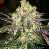 Ethos Candy Store RBX Fem 5St.