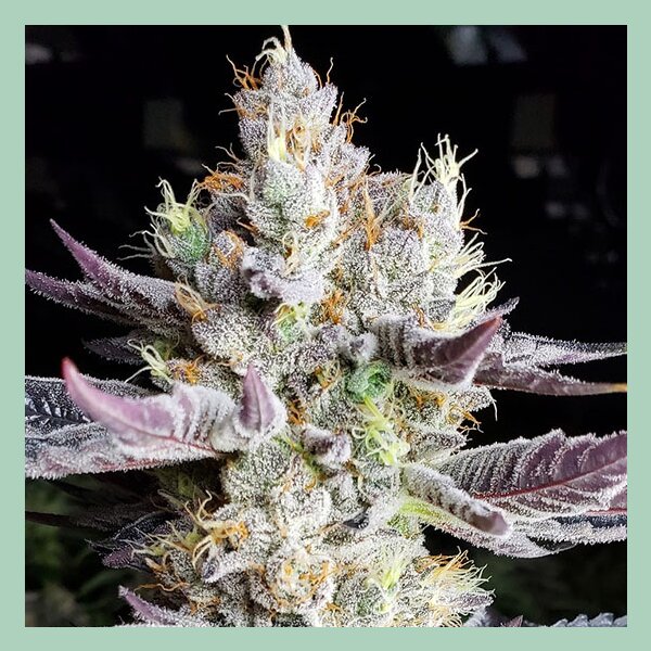 Ethos BooBerry Cookies RBX Fem 5St.