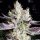 Ethos BooBerry Cookies RBX Fem 5St.