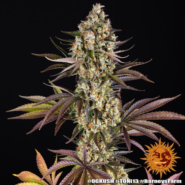 Barneys Farm OG Kush Fem 3St.