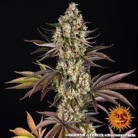 Barneys Farm OG Kush Fem 3St.