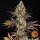 Barneys Farm OG Kush Fem 3St.