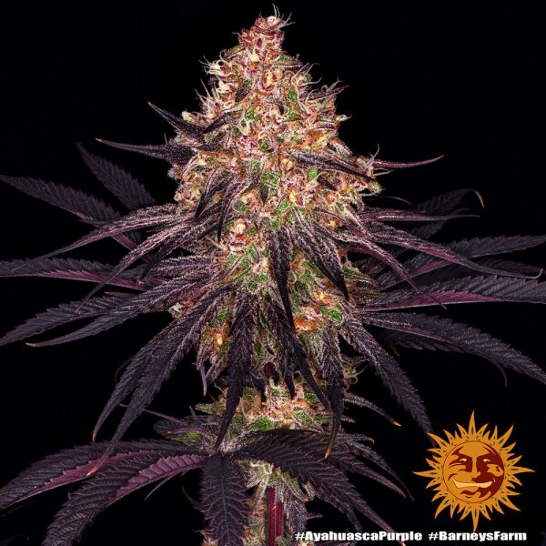Barneys Farm Ayahuasca Purple Fem 3St.
