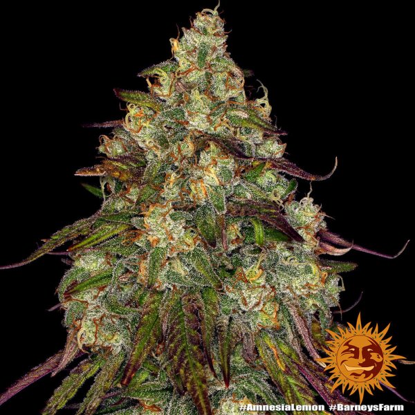 Barneys Farm Amnesia Lemon Fem 3St.