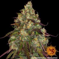 Barneys Farm Amnesia Lemon Fem 3St.