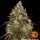 Barneys Farm Amnesia Lemon Fem 3St.