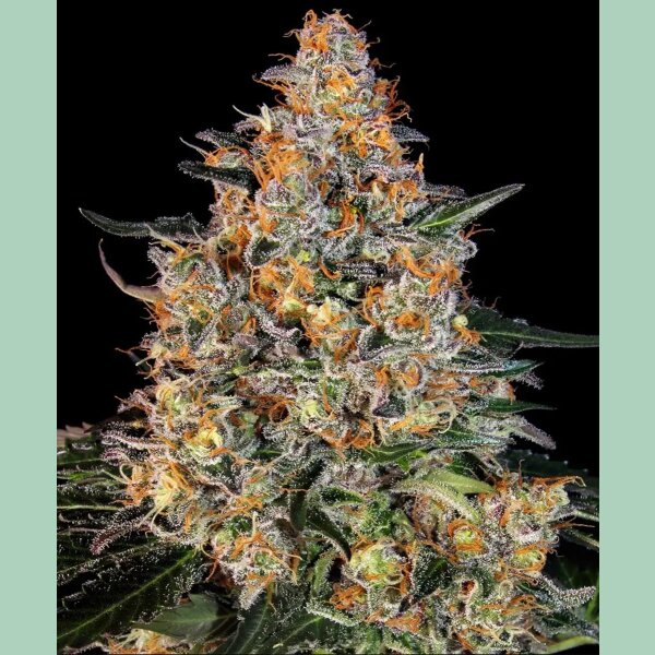 Barneys Farm Bubba Kush Fem 3St.