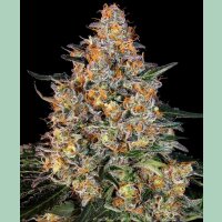 Barneys Farm Bubba Kush Fem 3St.