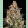 Barneys Farm Bubba Kush Fem 3St.