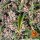 Barneys Farm Blue Cheese Fem 3St.