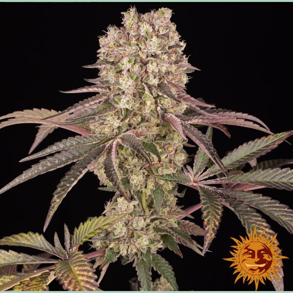 Barneys Farm Runtz Muffin Fem 3St.