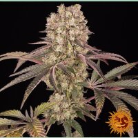 Barneys Farm Runtz Muffin Fem 3St.