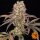 Barneys Farm Runtz Muffin Fem 3St.