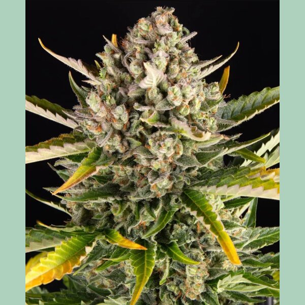 Barneys Farm Strawberry Cheesecake Auto Fem 3St.