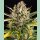Barneys Farm Strawberry Cheesecake Auto Fem 3St.