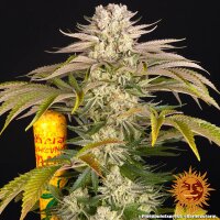 Barneys Farm Pineapple Express Fem 3St.