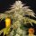 Barneys Farm Pineapple Express Fem 3St.