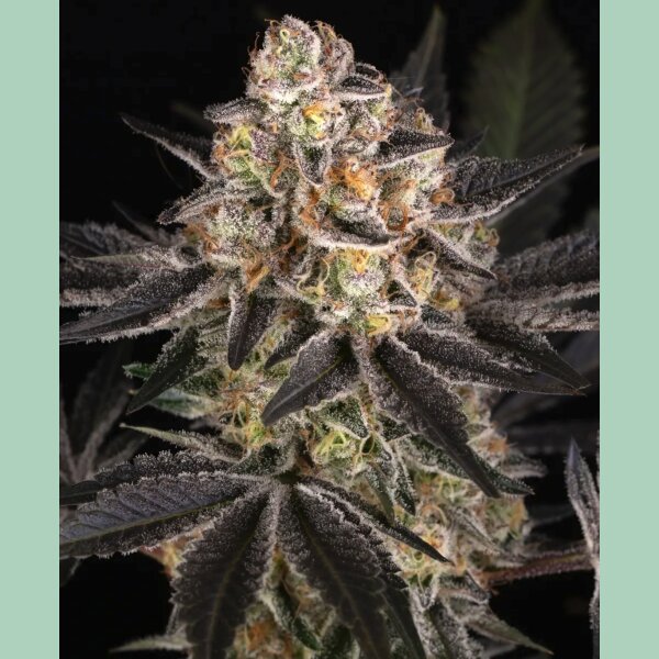 Barneys Farm White Runtz Fem 3St.