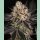 Barneys Farm White Runtz Fem 3St.