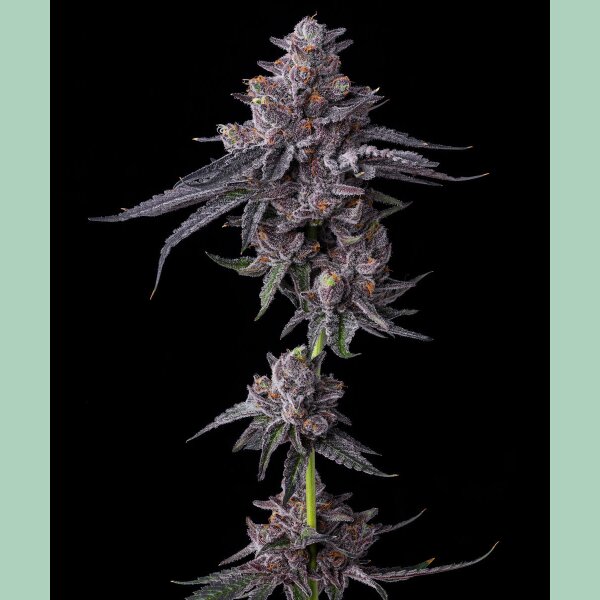 Barneys Farm Zillions Fem 3St.