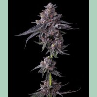 Barneys Farm Zillions Fem 3St.