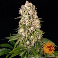 Barneys Farm Tropicanna Banana Fem 3St.
