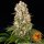 Barneys Farm Tropicanna Banana Fem 3St.