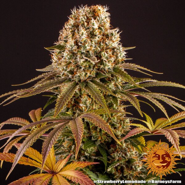 Barneys Farm Strawberry Lemonade Fem 3St.